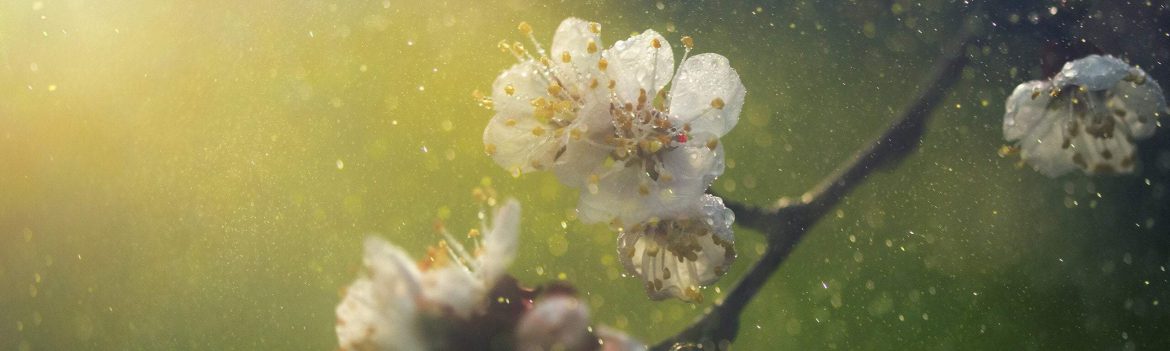 6 Natural approaches to help combat hayfever 6 Natural approaches to help combat hayfever